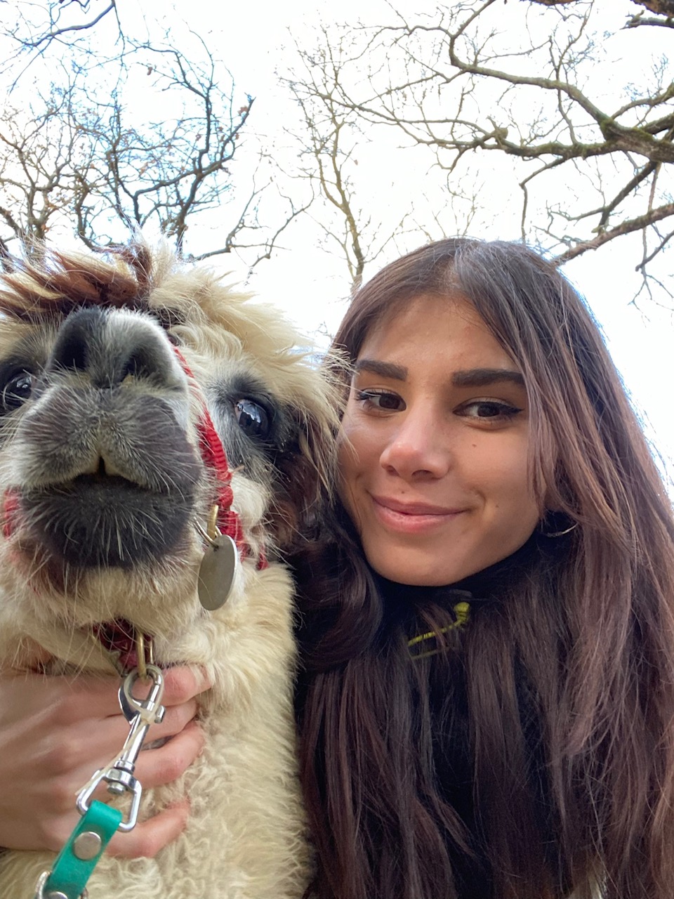 Alpaca2