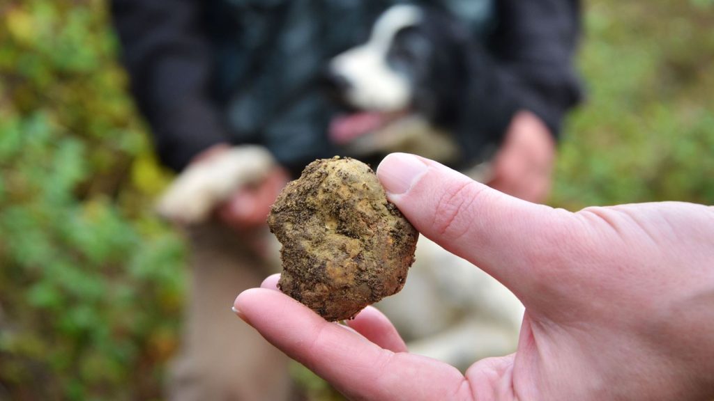 Truffle_hunting 1