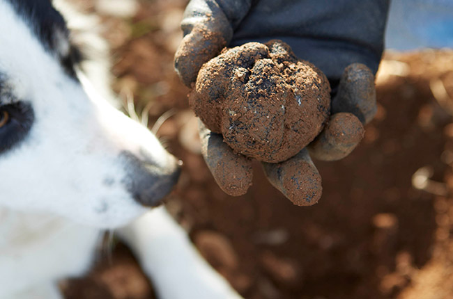 truffle-hunting 2