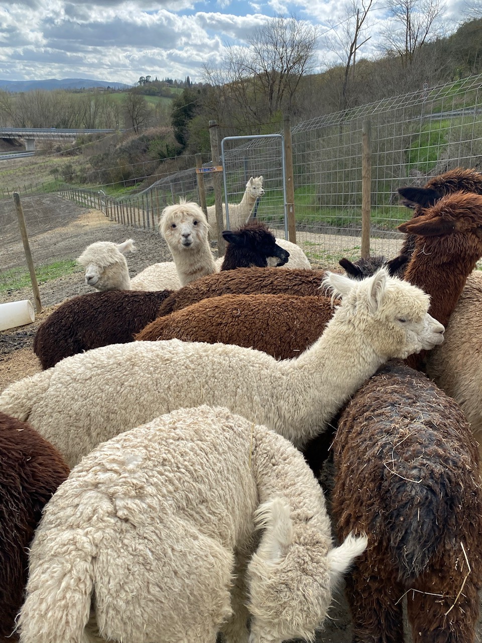 Alpaca