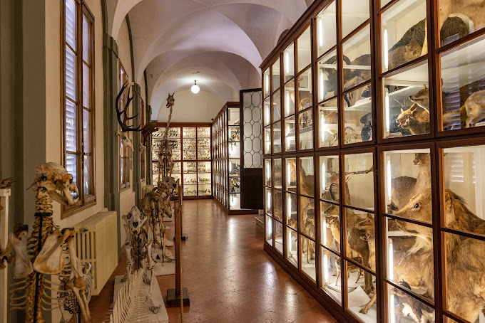 Museo storia naturale